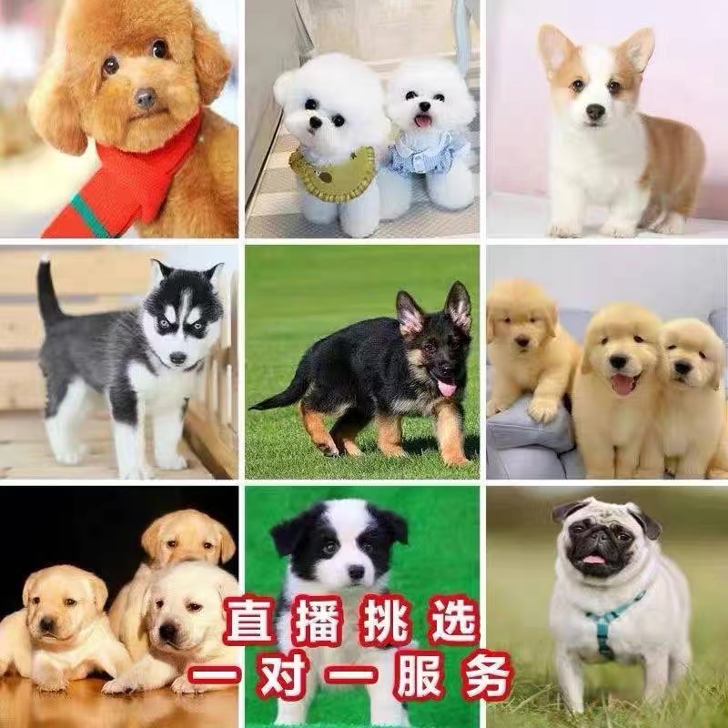活体宠物狗狗专属链接