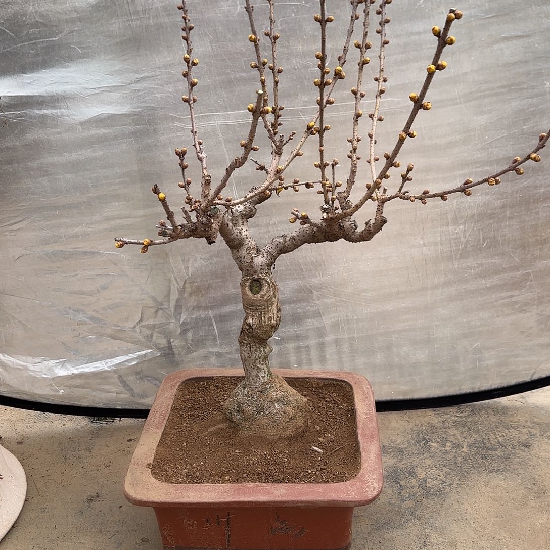 无花朵腊梅盆景造型盆栽花卉