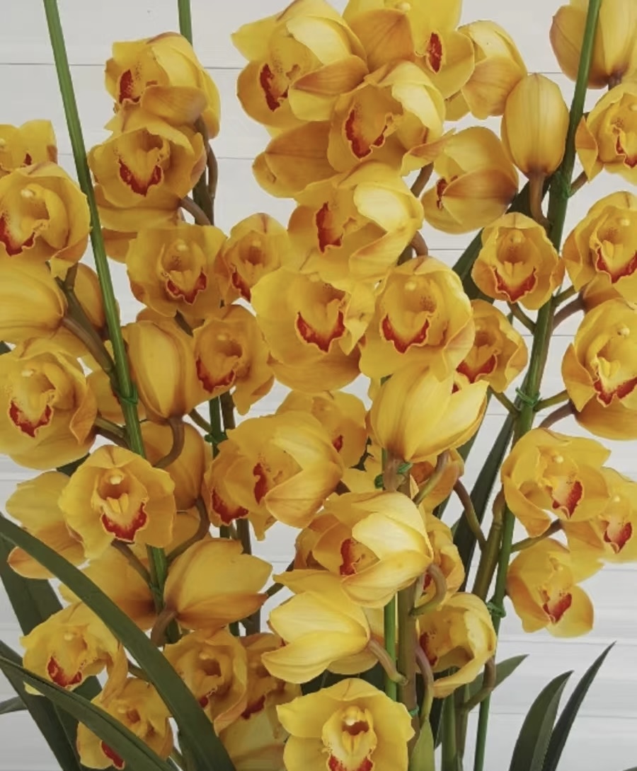 【黄金岁月】金色大花惠兰年宵花落地款高端室内盆栽花