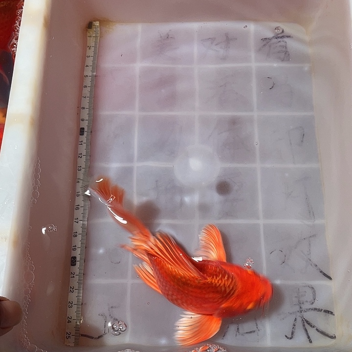 蝴蝶鲤鱼渔场直发104