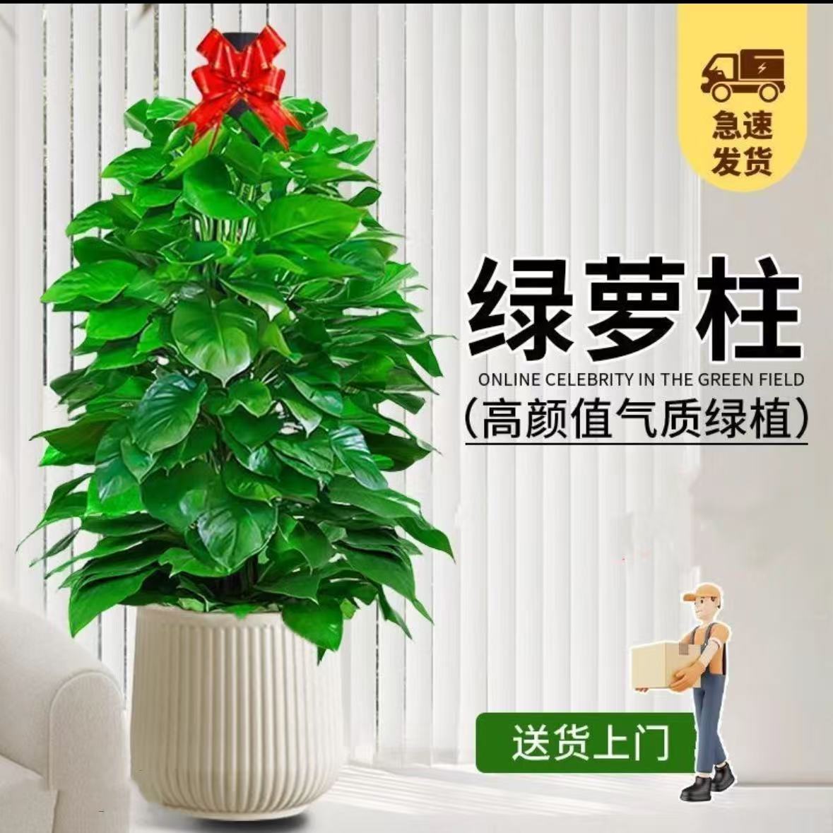 茂盛精品1.4 - 1.5米绿萝柱室内客厅办公室开业净化绿植