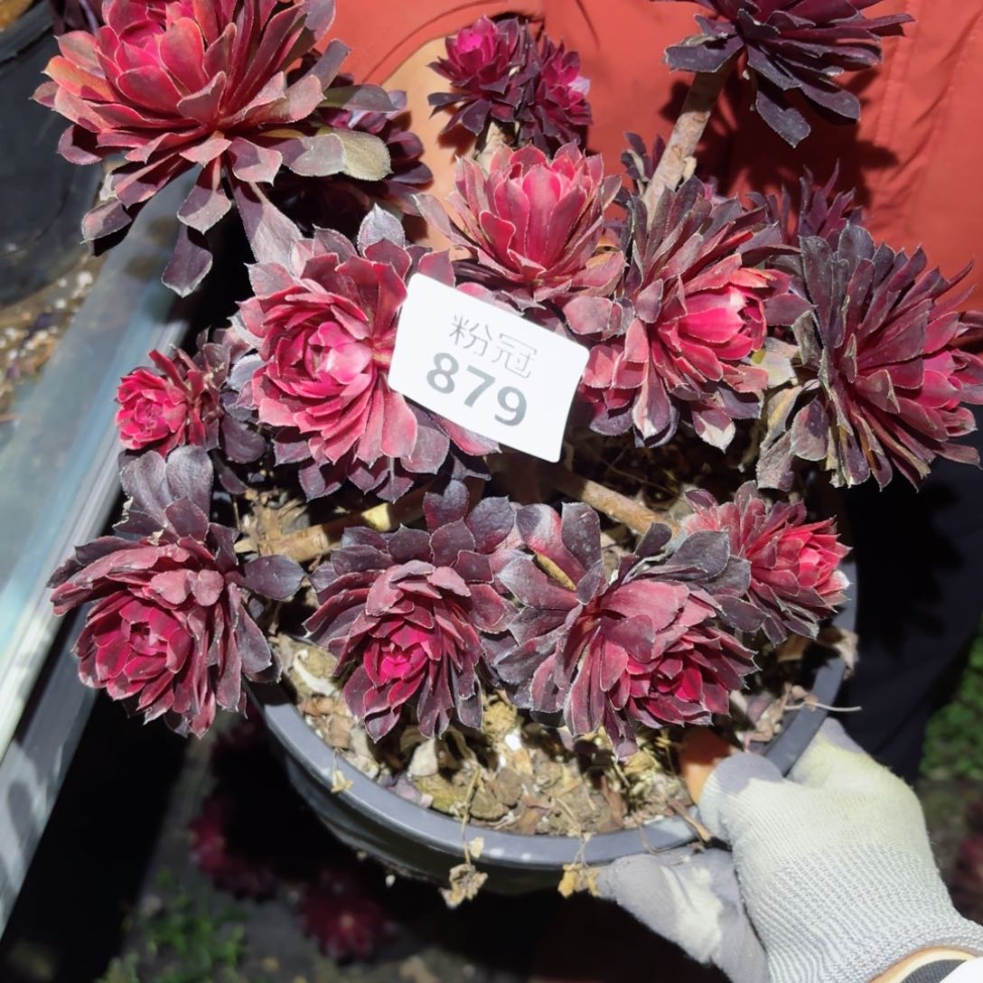 879 粉冠园艺法师锦