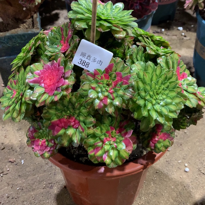 388知否多肉植物特价