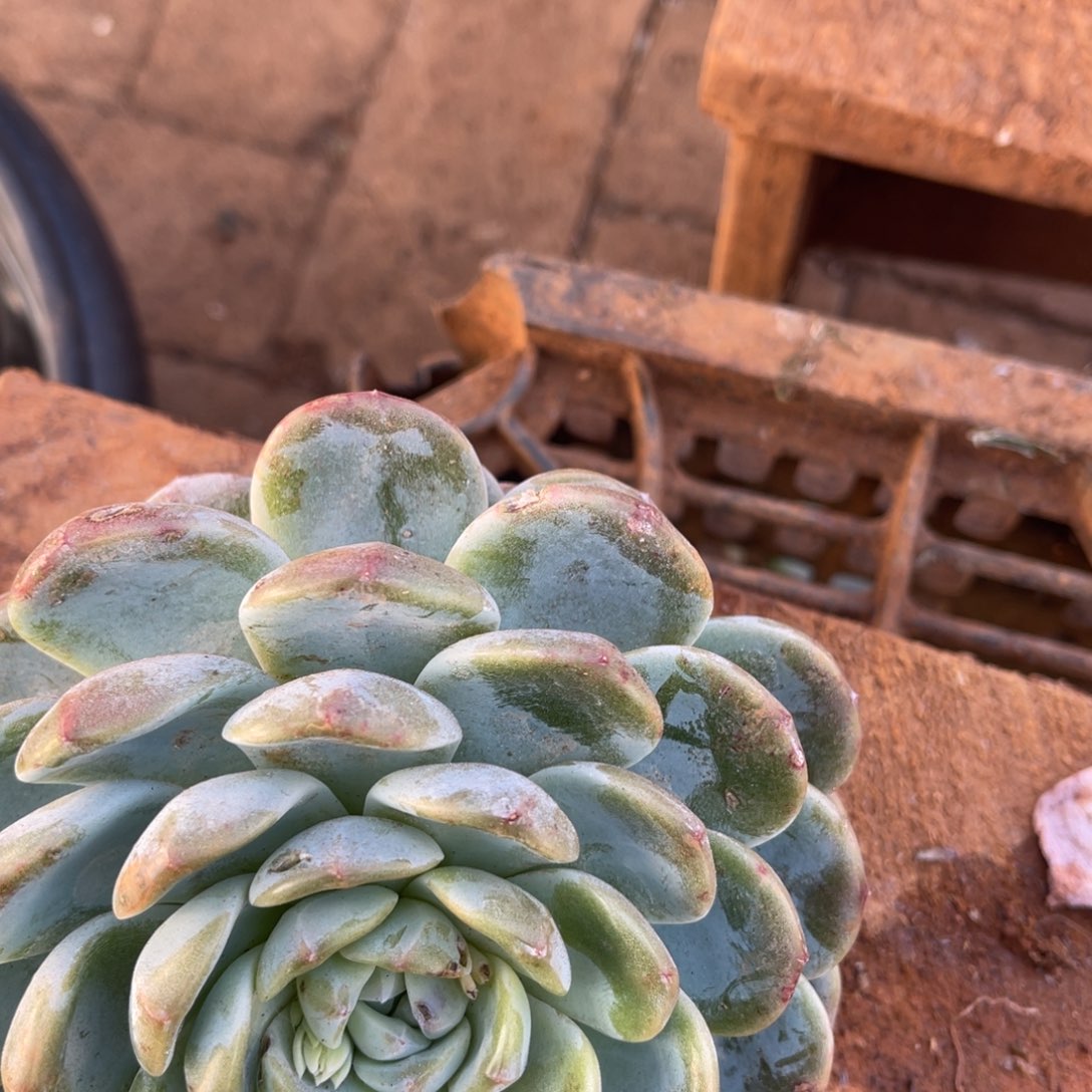 时***凉十级福利整装无砍