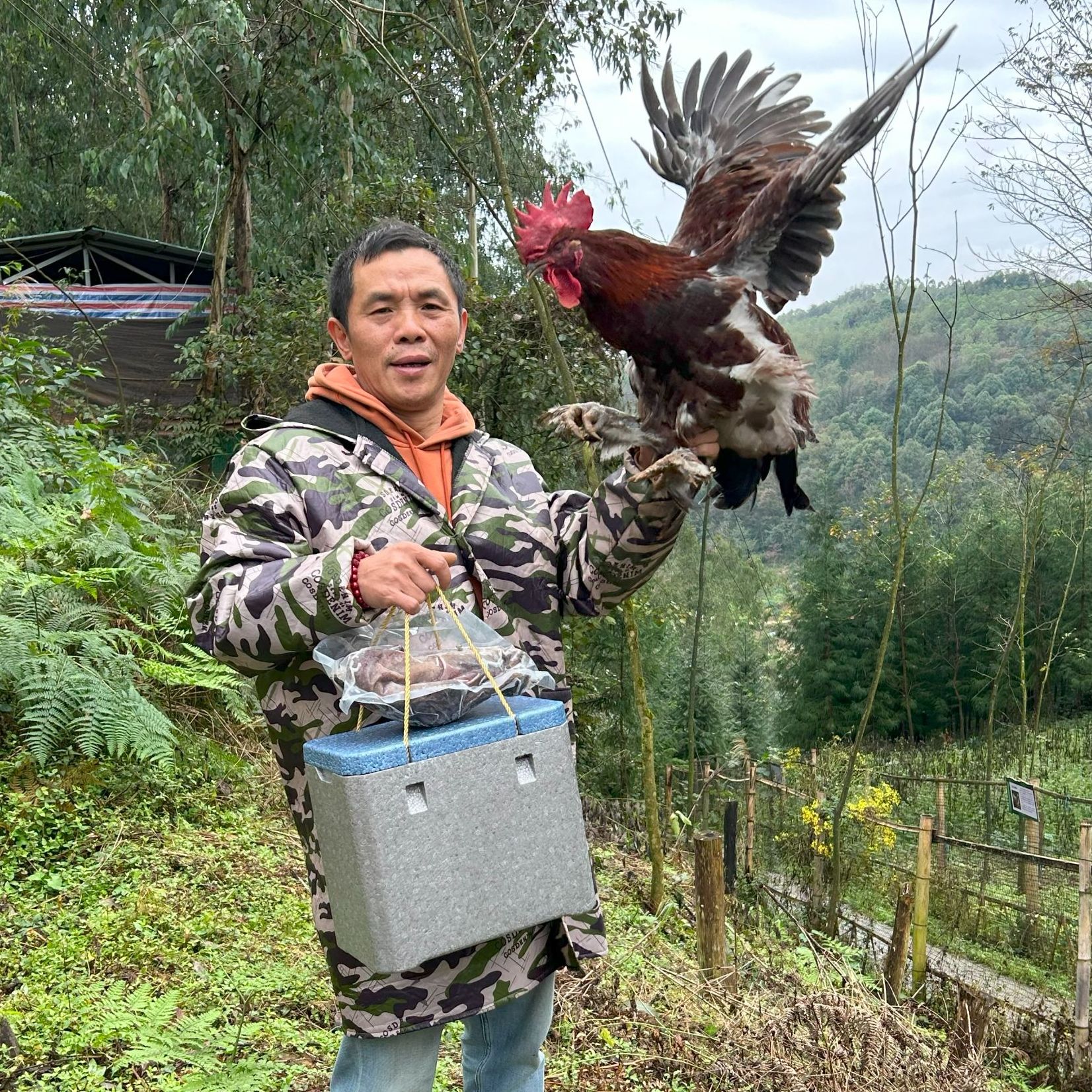 大凉山岩鹰 高山散养 新鲜到家 顺丰包邮