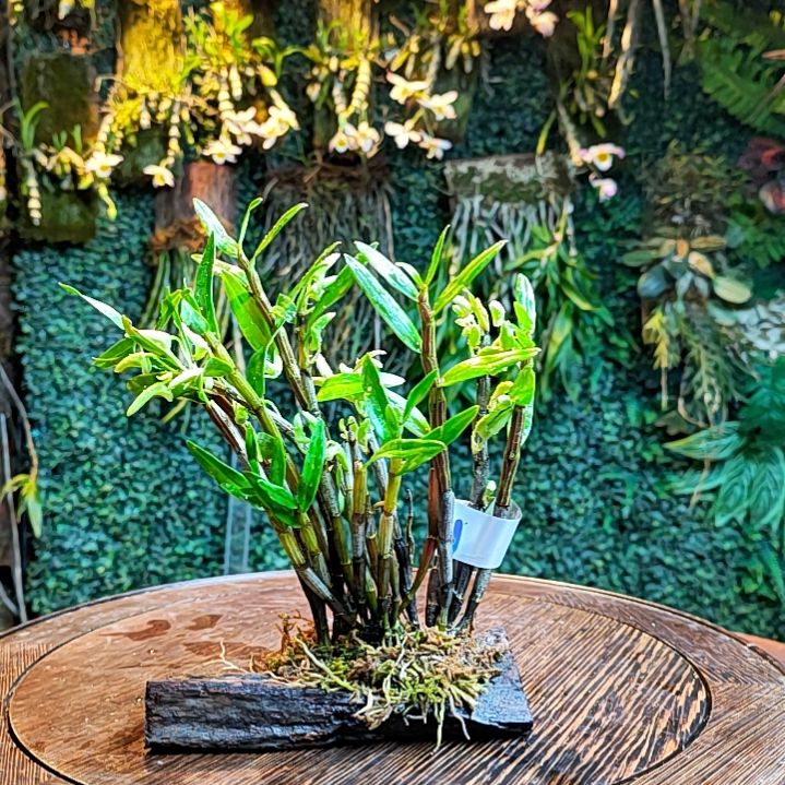 171铜皮花卉花卉