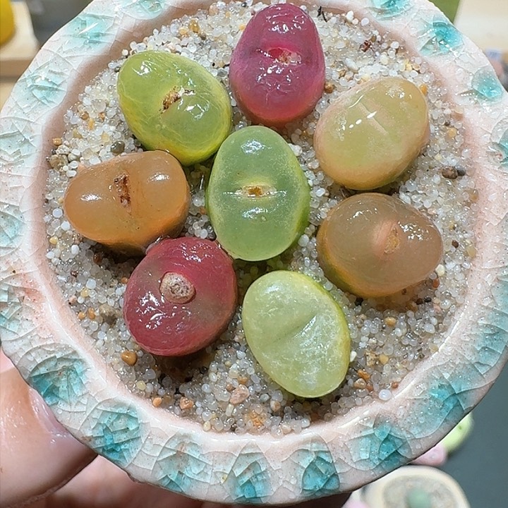 红陶蘑菇872毛汉尼