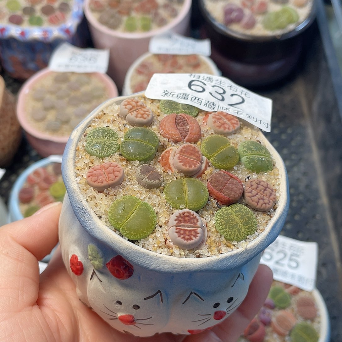 相遇生石花链接632