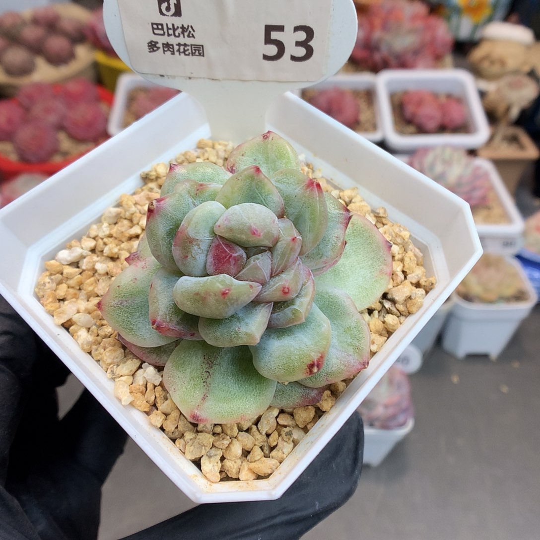 53 珍妮石化多肉