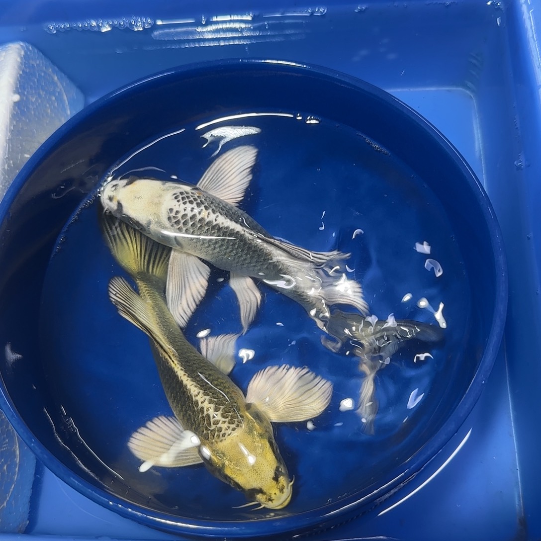 蝴蝶鲤鱼一金一银