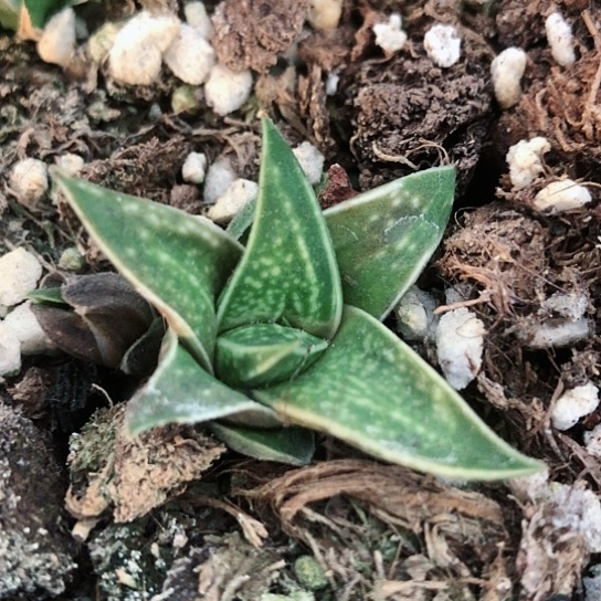 龙虎霸多肉多肉多多135