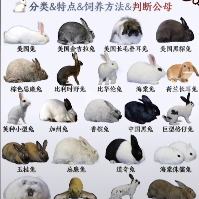 专属定制挑选兔兔教程