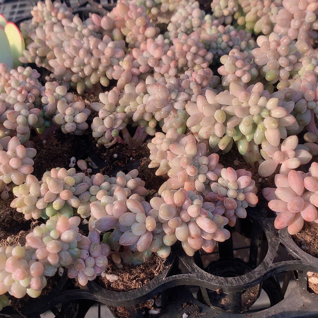樱花奶缀化3567788999