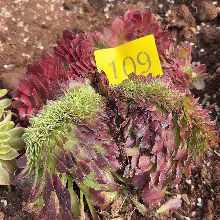 多肉植物福利109