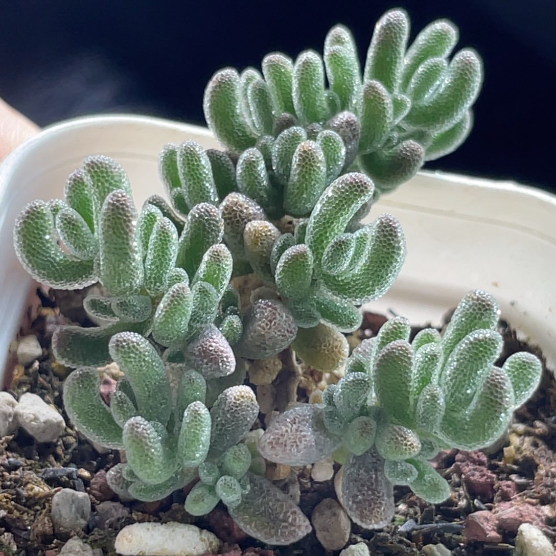 精选枝干一物一拍～18