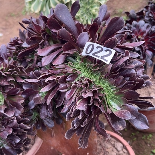 花***卉多肉植物一个微瑕欧若拉022