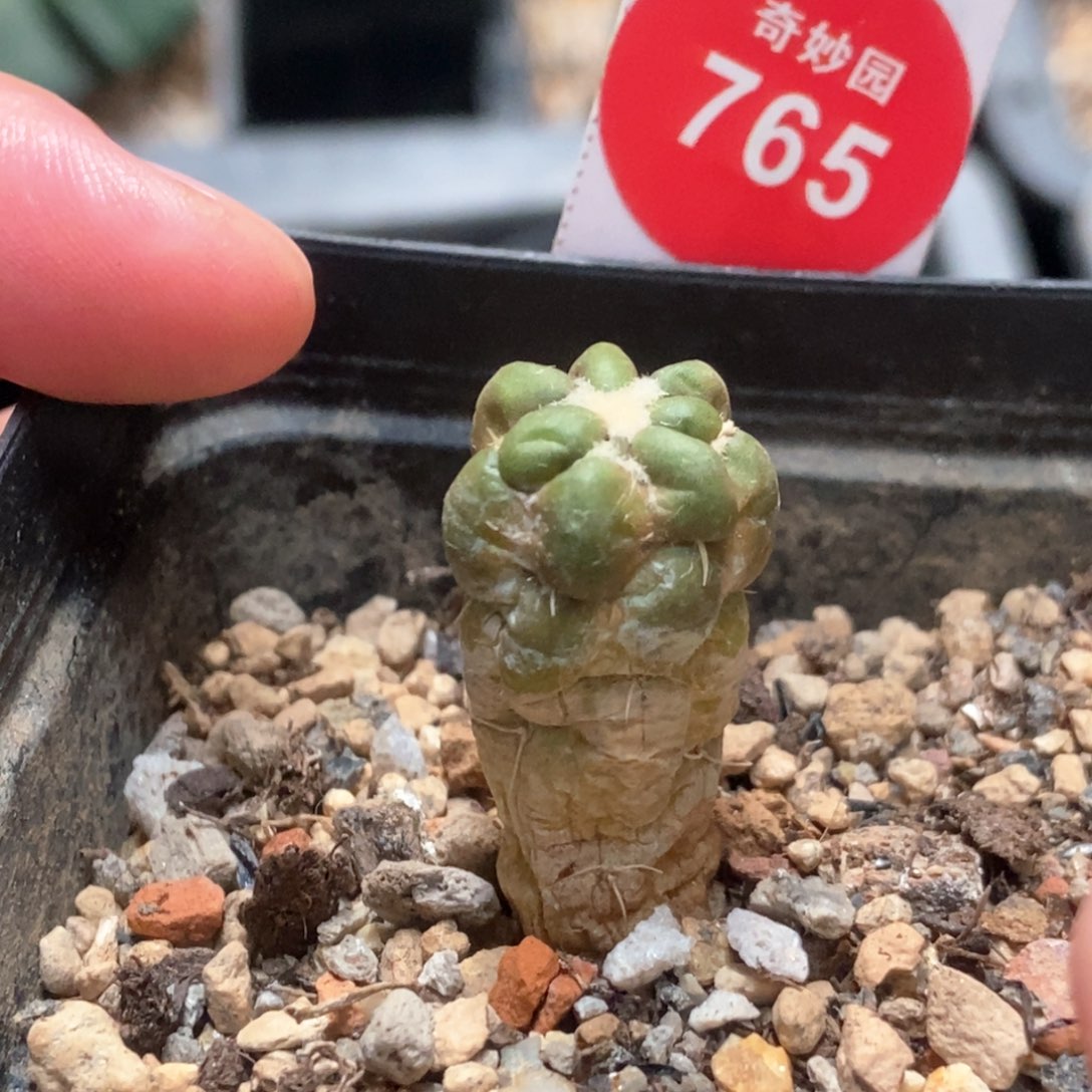 自根惠毛丸1.5cm