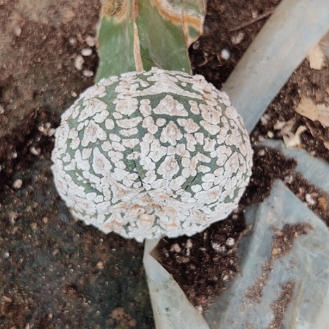 587处理嫁接的仙人球