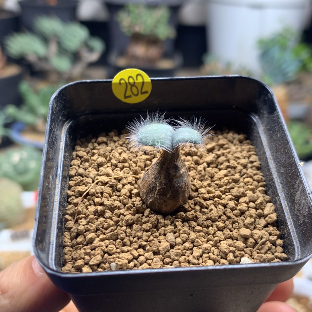 毛叶石蒜多肉带盆282