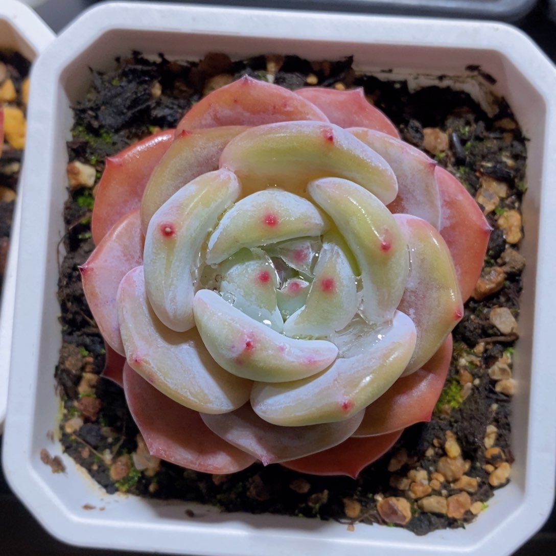 可问主播品种，下滑链接更多品种多肉选择