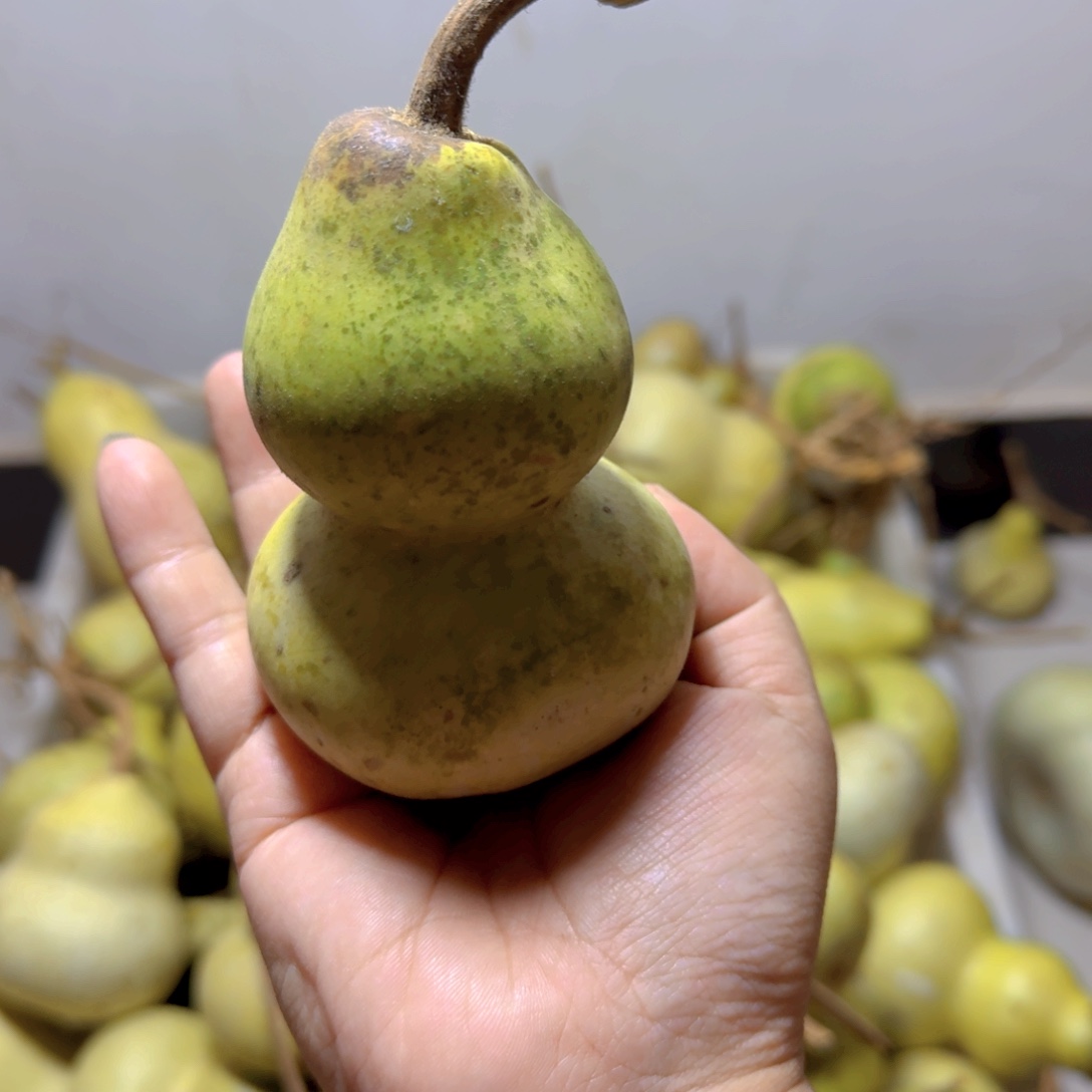 鹿***一青皮葫芦不保成不退不换