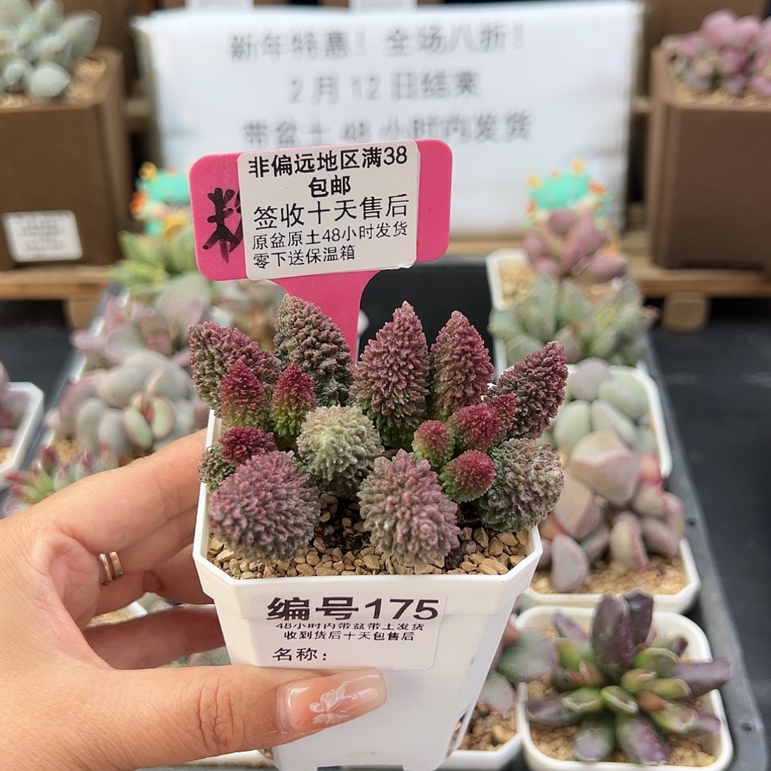 175朱紫玉多肉植物