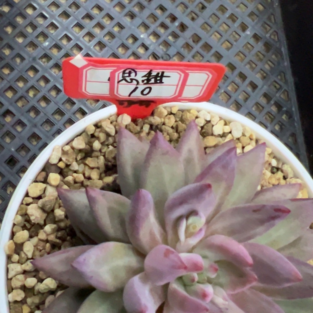 思***甜哥特人和罗马帝国时期，思甜10