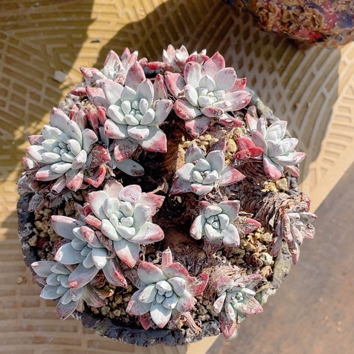 【闪购商品】泡西芙罗拉