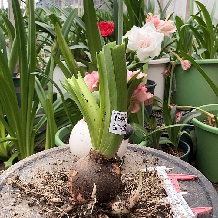 全部花朵安瑞雅7厘米多侧595号