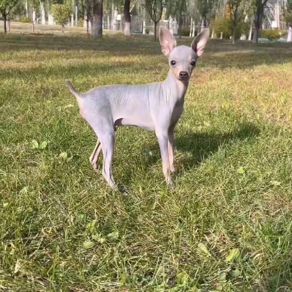 精品小鹿犬狗狗狗狗活体