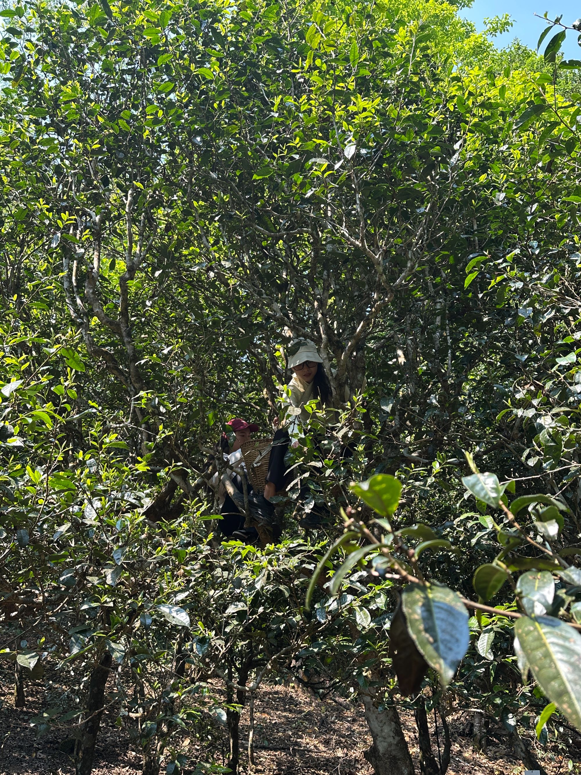 【章朗古树单株】8克7饼56克2025年天花板章朗老寨 普洱茶生茶