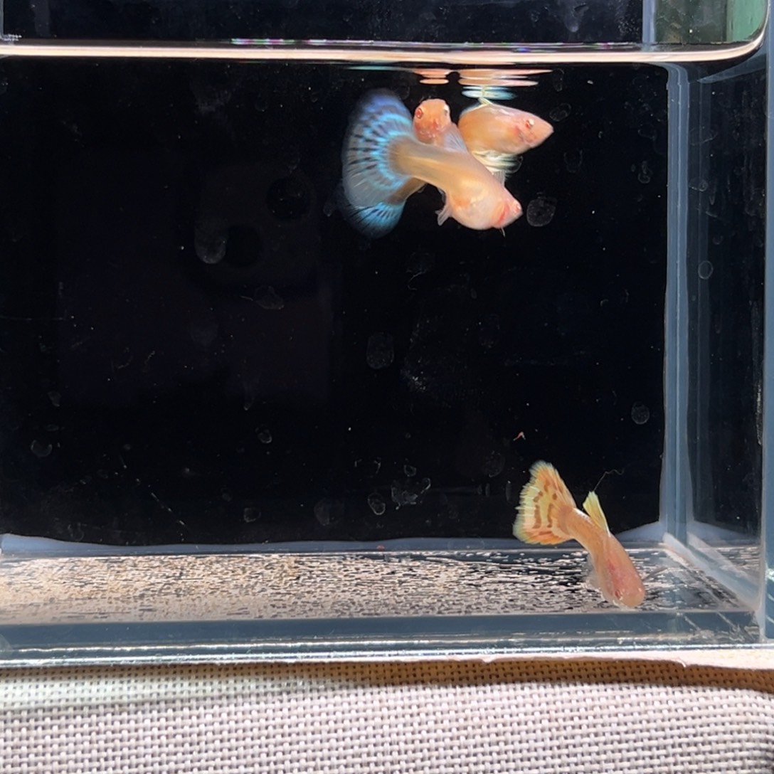 孔雀鱼黄豹白子半月1对