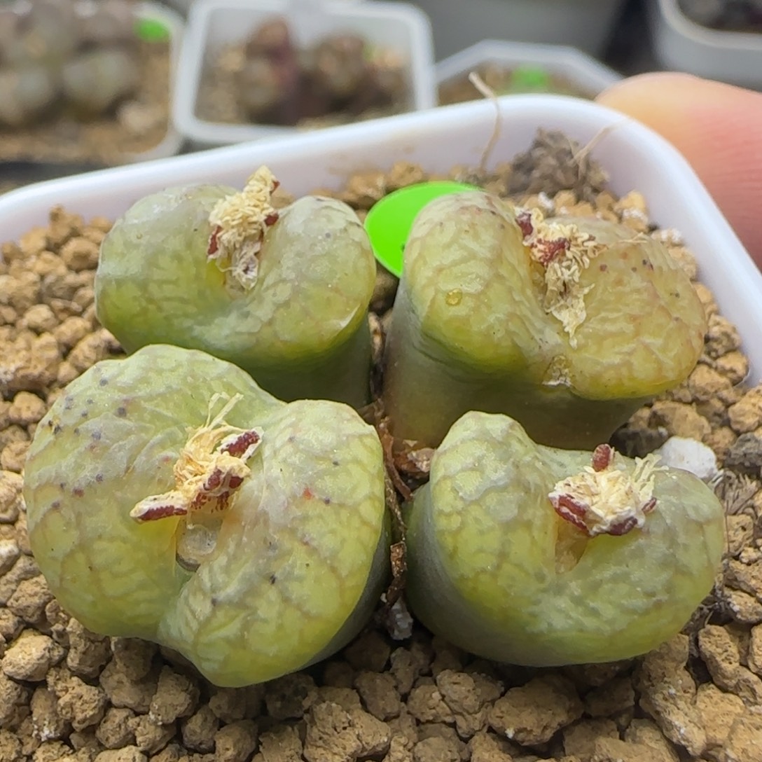 毛杂群生多肉植物145