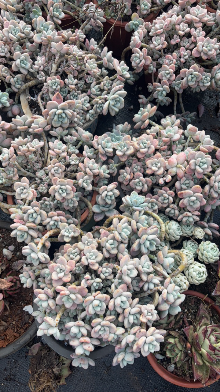 红洛神    230盆  