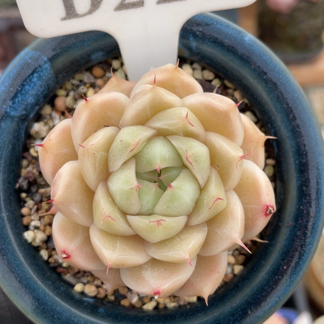 227 麦秆 5.5厘米 不带盆