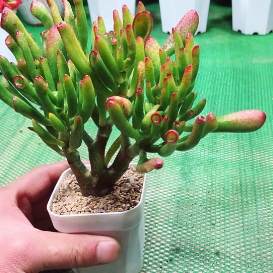 吸财树 多肉植物