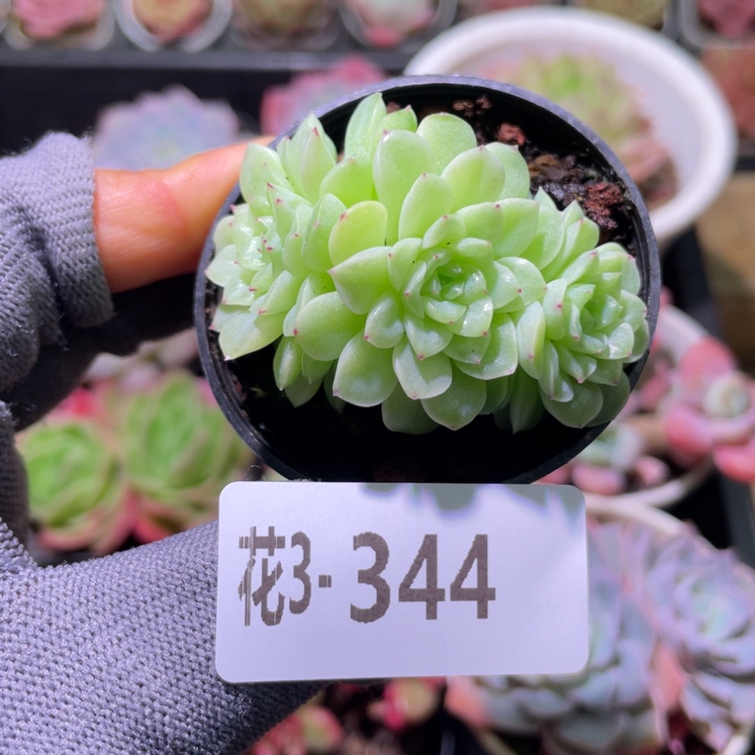 花利美3-344麦秆群