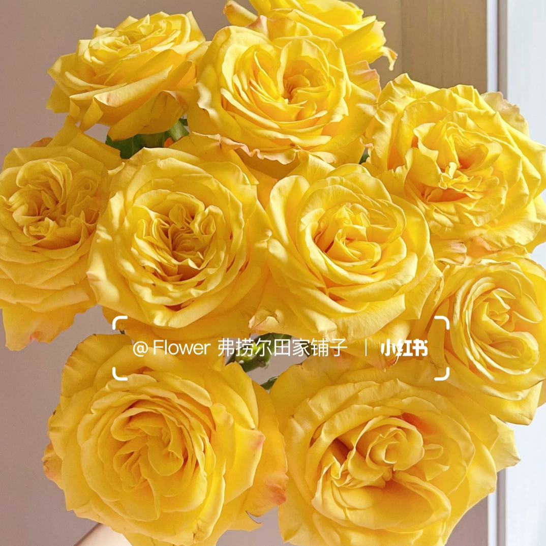【蜂蜜布丁玫瑰20支】（20%不售后）