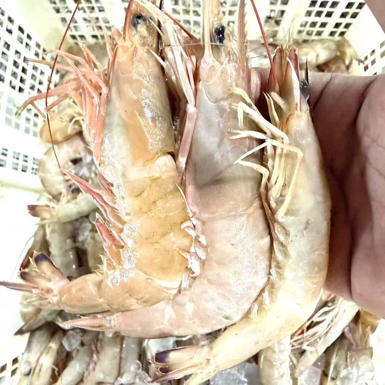 本港天然深海麻虾9-10头/450克/盒 新鲜速冻顺丰冷链包邮博贺港 