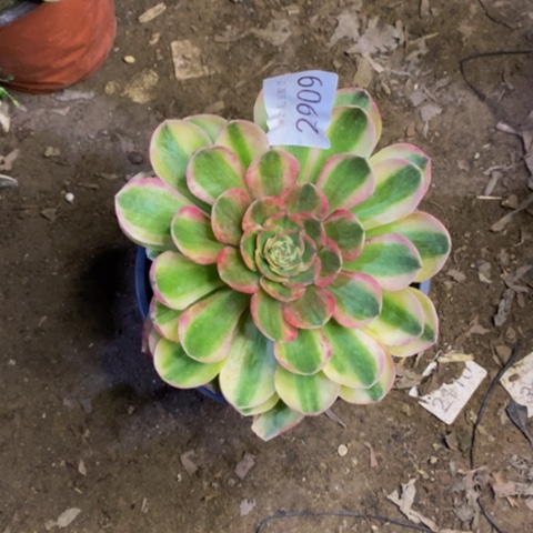 火龙果多肉植物2909