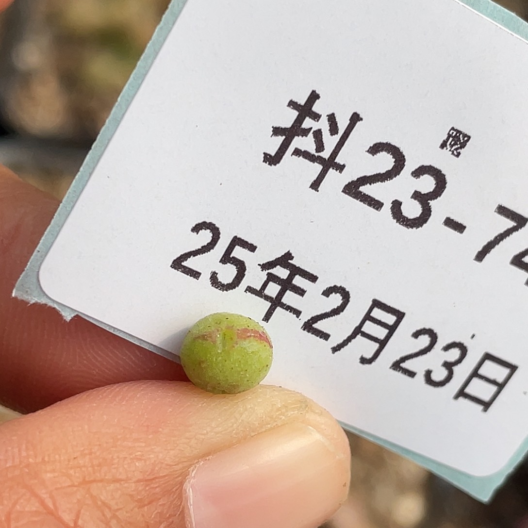 23-74猪蹄多肉植物