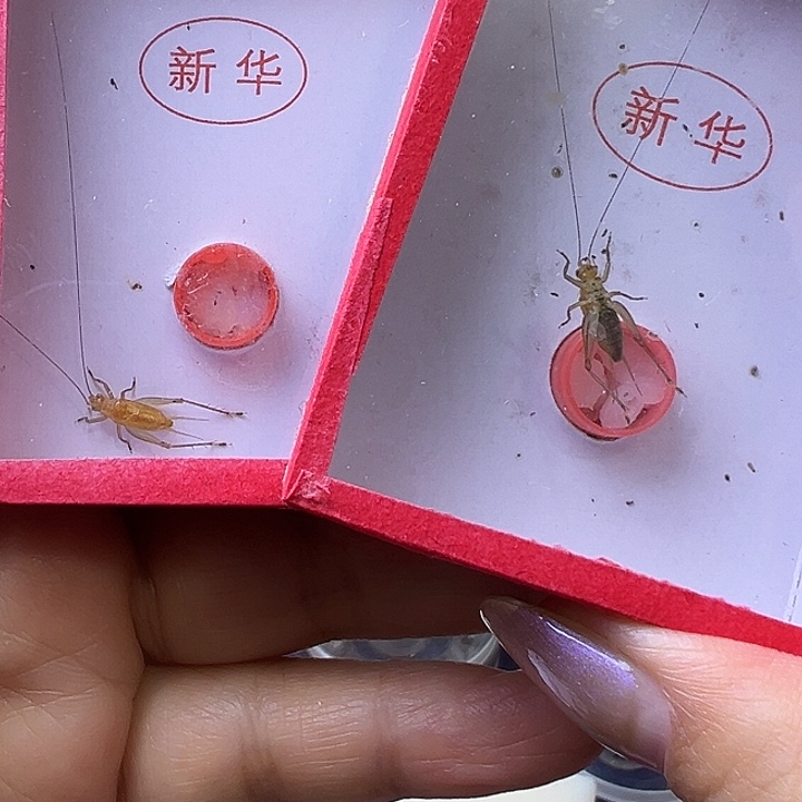 陈***刚蟋蟀哈哈哈哈哈哈哈哈哈哈哈