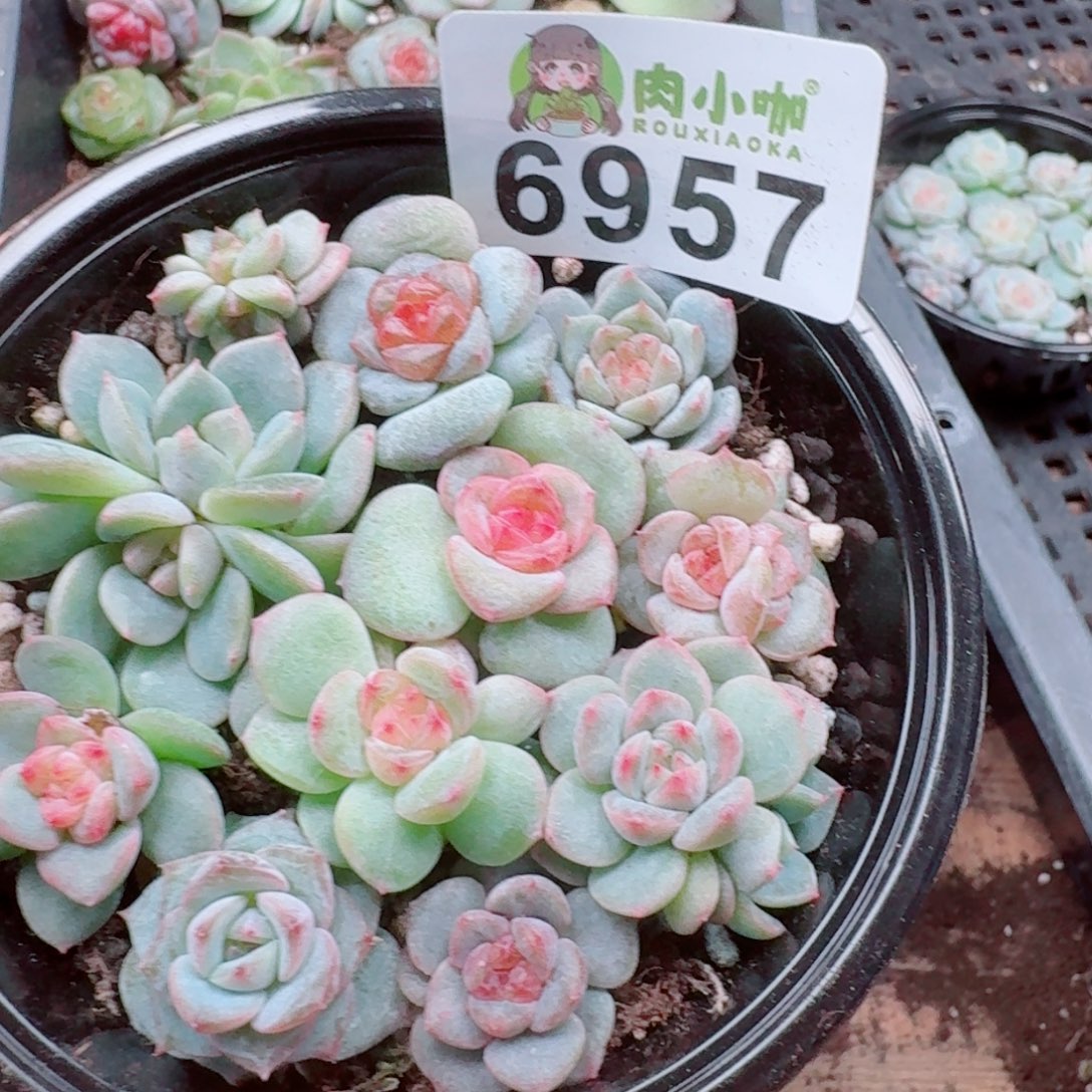 香***吖多肉植物多肉植物