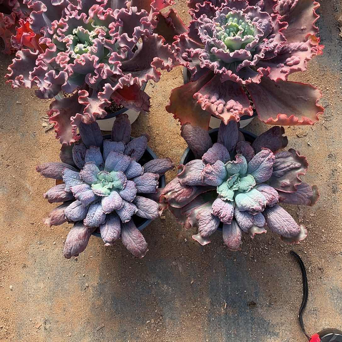 百***放A 8包菜系列多肉植物4棵