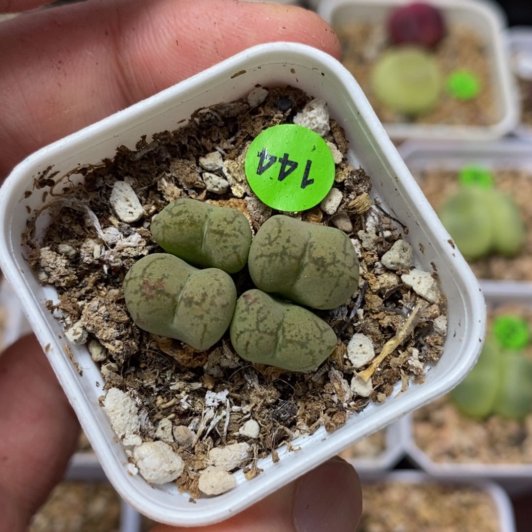 杂交漂亮多肉植物144