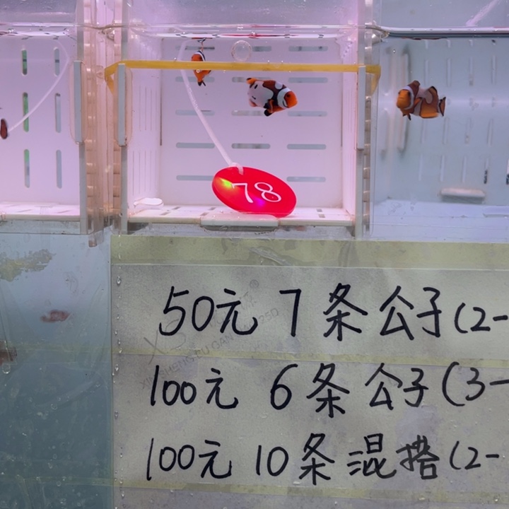 海水鱼精品毕加索2条3+