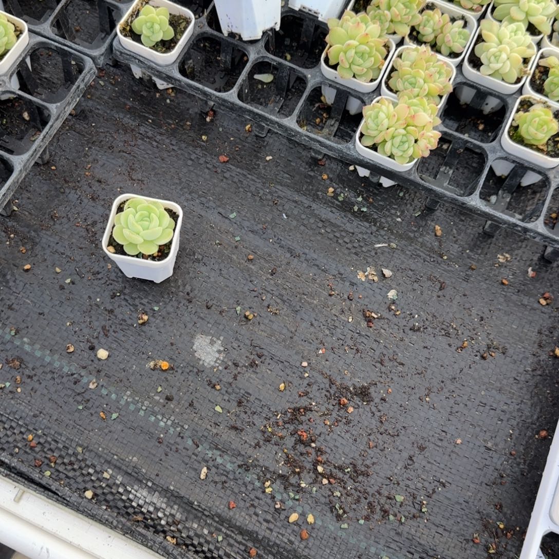 *****月亮白财盆3床一个满25包邮