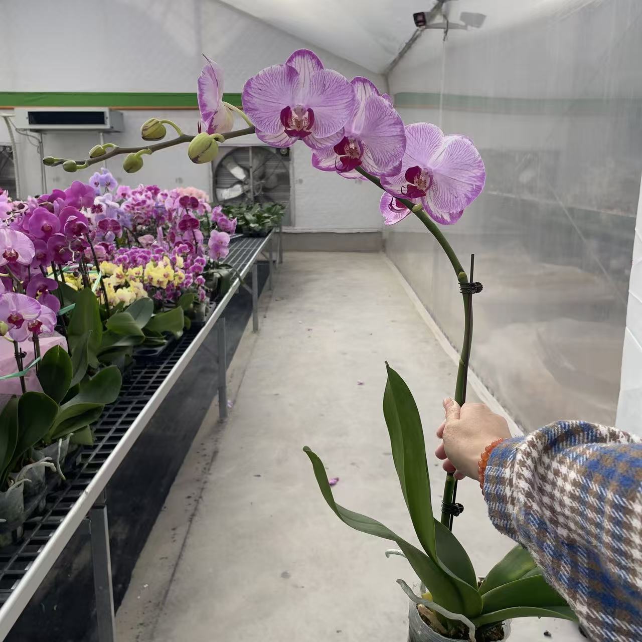 《粉色水蜜桃》3.5寸大杯精品蝴蝶兰 粉紫色系 耐开好养 