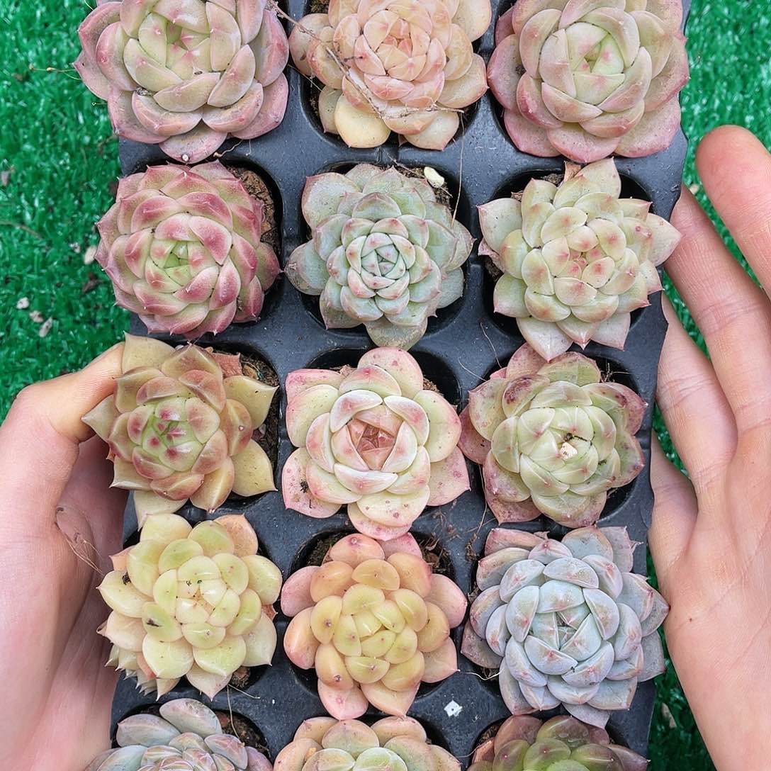 多肉一物一拍22-165