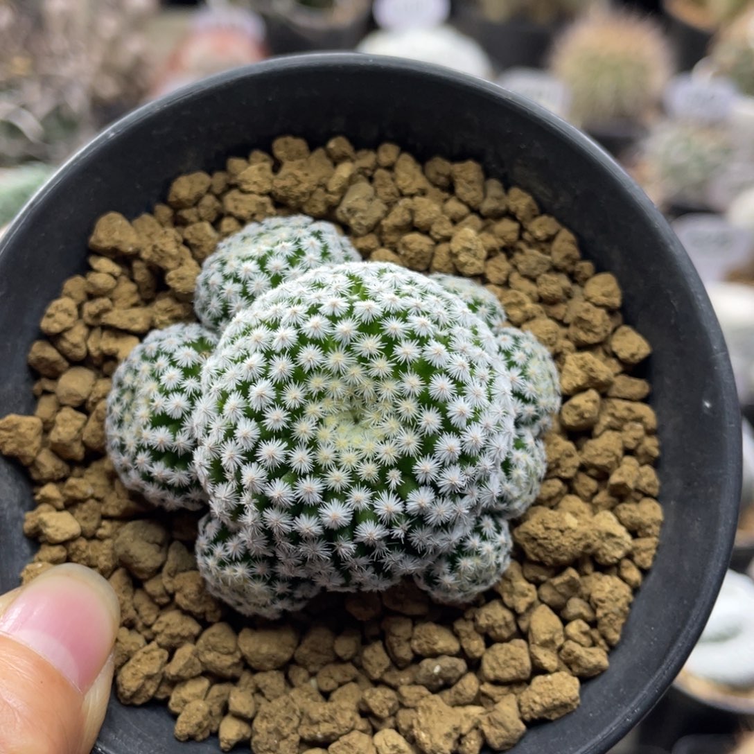 佛头春星        侧芽自根